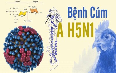 Những điều cần biết về bệnh cúm gia cầm