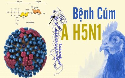 Một số thông tin cần biết về H5N1